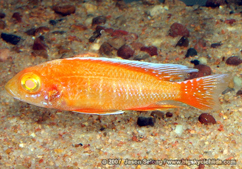 Aulonocara jacobfreibergi  "albino eureka red"