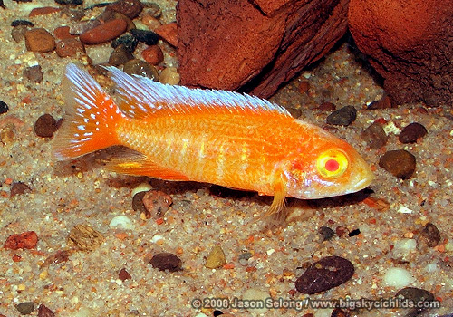 Aulonocara jacobfreibergi  "albino eureka red"