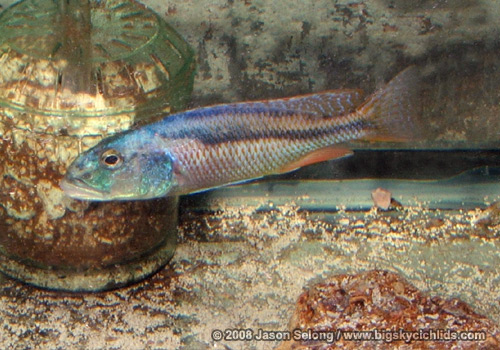 Aristochromis christyi