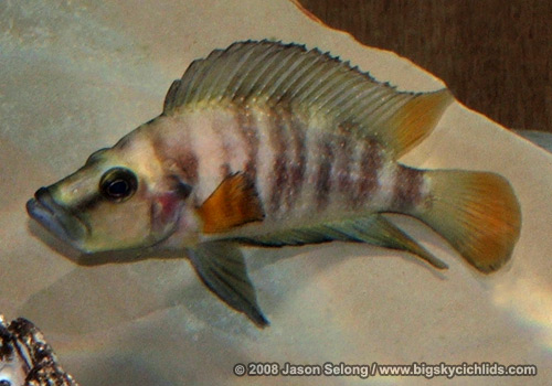 Altolamprologus compressiceps "Lufubu"