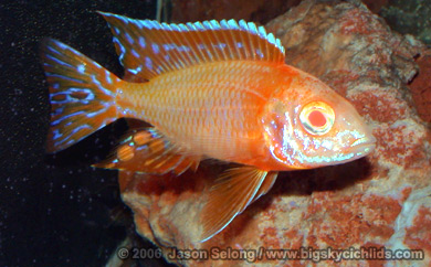 Aulonocara sp. "albino ruby red"