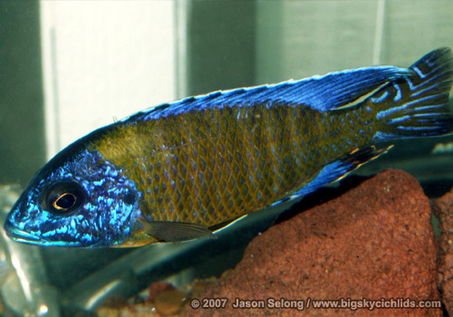 Aulonocara stuartgranti "blue neon"