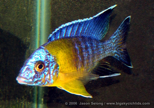 Aulonocara stuartgranti "maulana"