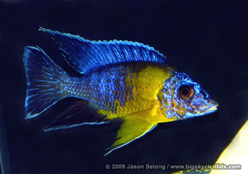 Aulonocara stuartgranti "maulana"