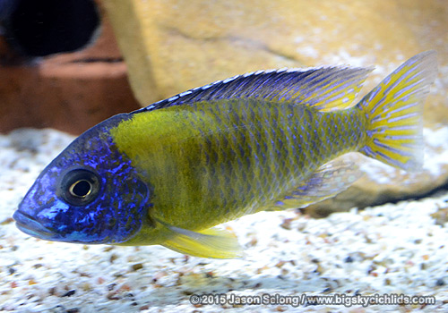 Aulonocara stuartgranti "blue neon"
