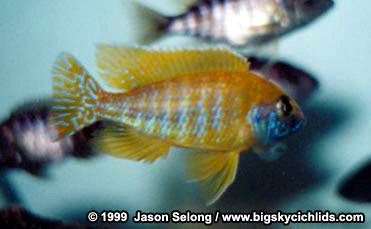 Aulonocara baenschi -Male