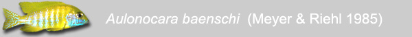 Aulonocara baenschi (Meyer and Riehl 1985)