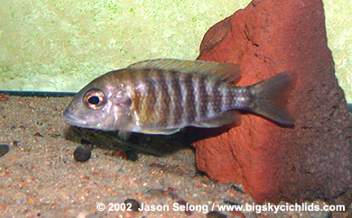 Aulonocara baenschi -female