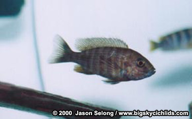 Aulonocara jacobfreibergi  -female