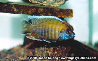 Aulonocara jacobfreibergi -male