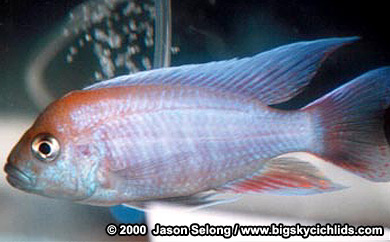 Aulonocara jacobfreibergi  -male