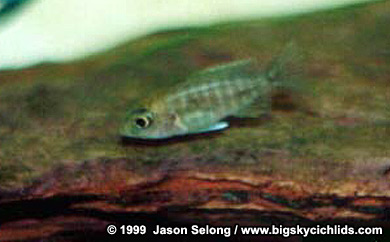 Aulonocara jacobfreibergi  -juvenile