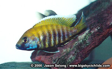 Aulonocara jacobfreibergi -spawning