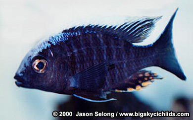 Aulonocara kandeense