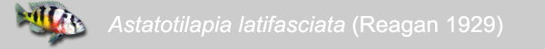 Astatotilapia latifasciata  (Regan 1929)