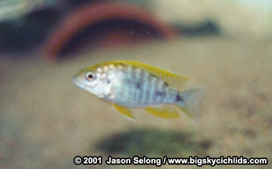 Aulonocara jacobfreibergi  "mamelela"  -juvenile