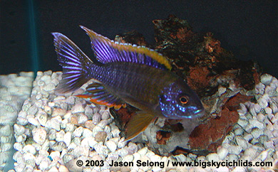 Aulonocara sp "lwanda"