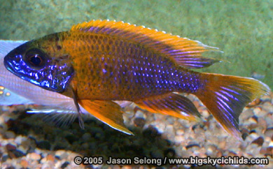 Aulonocara sp. "lwanda"