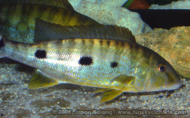 Boulengerochromis microlepis