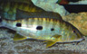 Boulengerachromis microlepsis