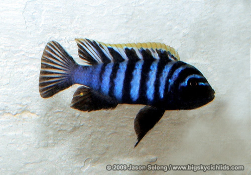 Cynotilapia afra "Hai Reef"