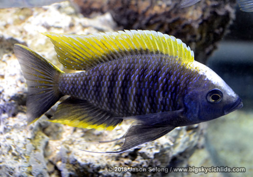 Copadichromis geertsi