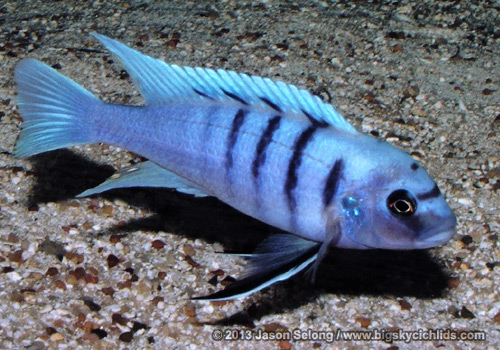 Cynotilapia sp. "white top gallireya" -male