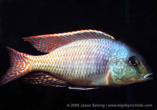  Chilotilapia rhoadesii