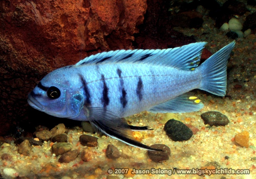 cynotilapia afra hara