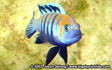 Cynotilapia afra "cobue"