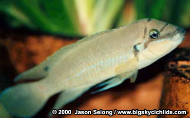 Chalinochromis brichardi