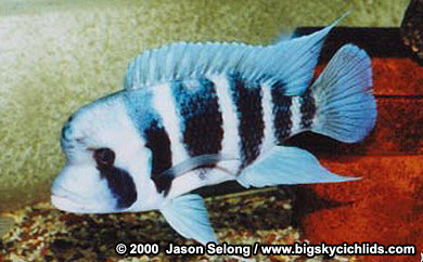 Cyphotilapia frontosa
