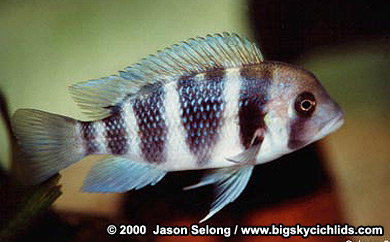Cyphotilapia frontosa
