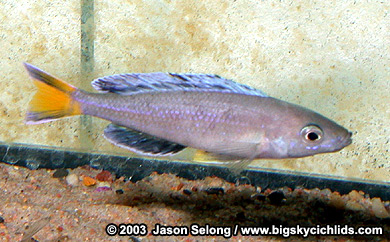Cyprichromis leptosoma "malasa" -yellow male variant