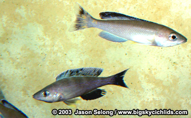 Cyprichromis leptosoma "malasa" -blue male variant