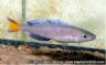Cyprichromis sp. "jumbo kitumba"