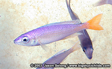 Cyprichromis leptosoma "malasa" yellow-tailed male