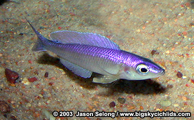 Cyprichromis leptosoma "malasa" -blue male variant