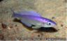 Cyprichromis leptosoma "malasa" blue morph