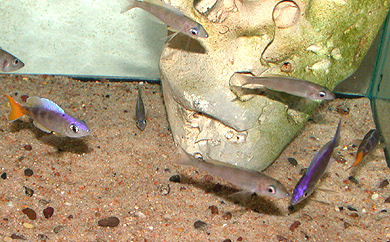 Cyprichromis leptosoma "malasa" group
