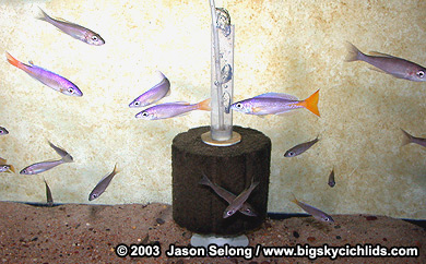 Cyprichromis leptosoma "malasa" group