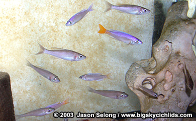 Cyprichromis leptosoma "malasa" group