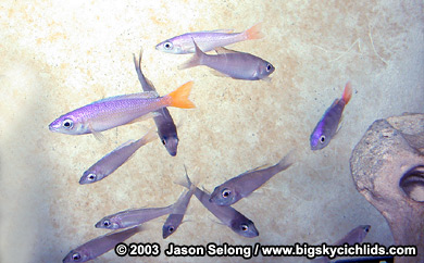 Cyprichromis leptosoma "malasa" group