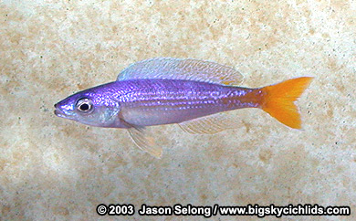 Cyprichromis leptosoma "malasa" -yellow male variant