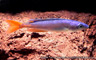 Cyprichromis leptosoma "malasa"