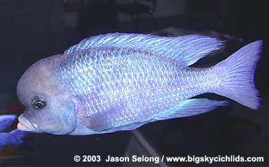  Crytocara Moorii -male