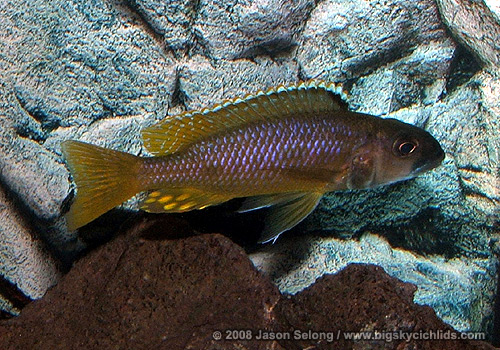 Exochromis anagenys