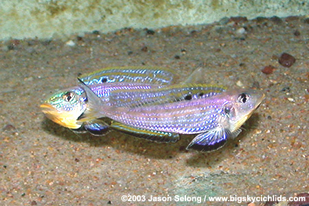 Enantiopus sp. "kilesa"
