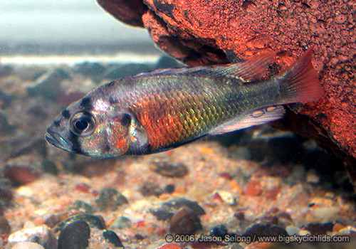 Haplochromis "fire red Uganda"