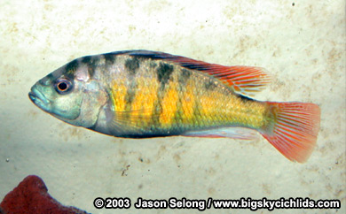 "Haplochromis" sp. 44